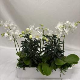 Orchid Planter