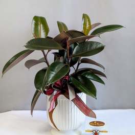 Classic Rubber Ficus - 6" Planter