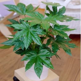 Potted green plant with large palmate leaves in a white container