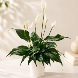 White peace lilies in a white pot with broad dark green leaves