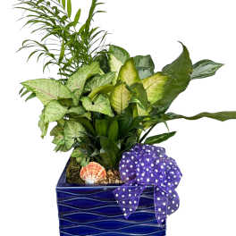 Tropical potted plant arrangement in a blue ceramic container with a purple polka-dot bow