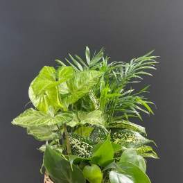 Basket of assorted green houseplants against a dark background