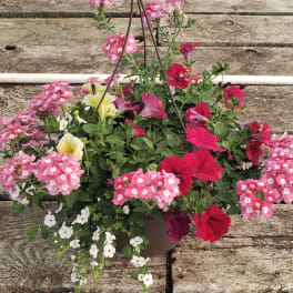Hanging basket of pink and red flowers with white blooms