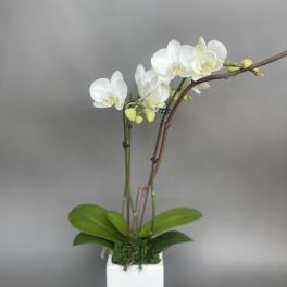 Small orchid.