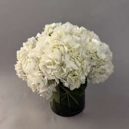 Summer Collection Hydrangeas.