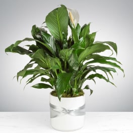 Potted peace lily with white blooms in a white container