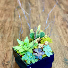Succulent arrangement in a black square planter with decorative branches