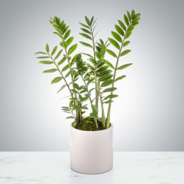 Potted green plant with upright stems in a white ceramic container