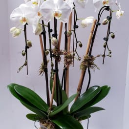 White orchid plant in a white pot with support stakes