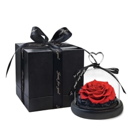 Red rose under a glass dome beside a black gift box with ribbon