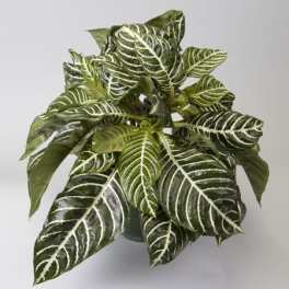 Zebra Plant