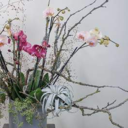 Tall orchid arrangement in a gray vase with branches and air plant accents