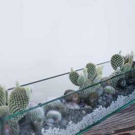 Glass terrarium with small cacti and pebbles on a wooden surface