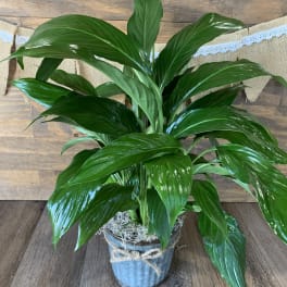 Potted green houseplant with broad glossy leaves in a metal bucket with twine bow
