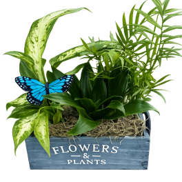Butterfly Garden Box