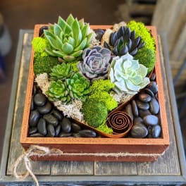 Desert Heart | Living Succulent Garden
