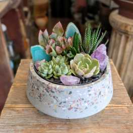 Azura | Crystal Succulent Garden