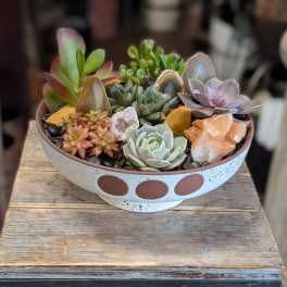 Arlo | Crystal And Succulent Garden