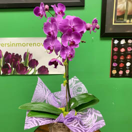 Purple orchid arrangement in a birch bark container with patterned paper