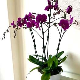 4 Orchids Purple Plants (Select) arranged in a Ceramic or Glass Container