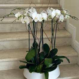 White phalaenopsis orchid plants with tall stems in a low white bowl planter