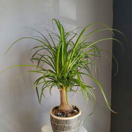#PL5 Ponytail Palm