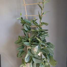 #PL33 Pothos Moonlight