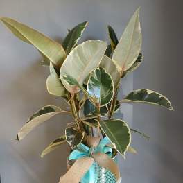 #PL14 Ficus Tineke