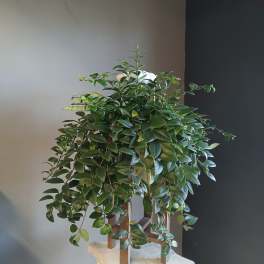 Trailing green potted plant on a decorative pedestal stand
