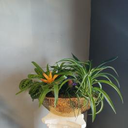 Mixed tropical plants in a gold bowl planter on a pedestal