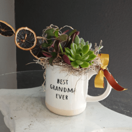 Best Grandma Ever Succulent with Oranges