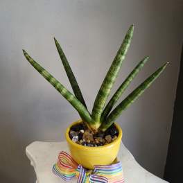 #PL15 Snake plant in yellow pot