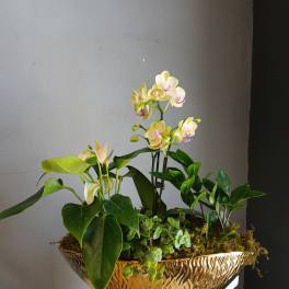 Mixed potted orchid and anthurium arrangement in a gold bowl planter