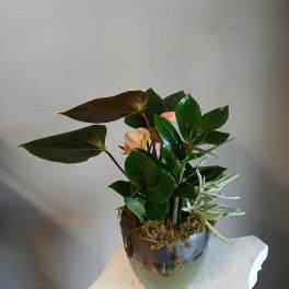 Potted tropical plant arrangement with glossy leaves and pale pink blooms