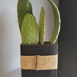 #PL102 Cactus Plants