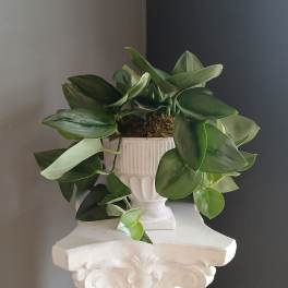 #PL32 Moonlight Pothos