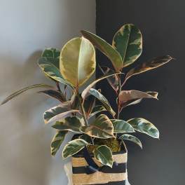 #PL6 Ruby pink ficus