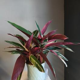 Potted tropical plant with long pink, green, and cream leaves in a white ceramic pot