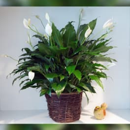 White peace lilies in a woven basket with a small bird figurine