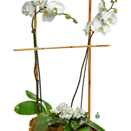 White orchids arranged in a gray planter with bamboo stakes