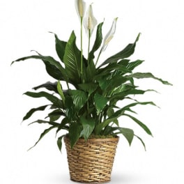 Potted peace lily in a woven basket planter
