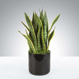 Tall snake plant with variegated green and yellow leaves in a glossy black pot