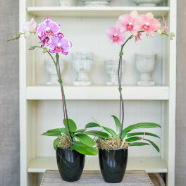 Phalaenopis Orchid 2 stems