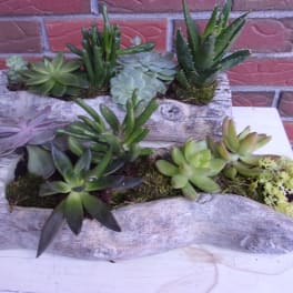 Two rustic planters filled with assorted succulents