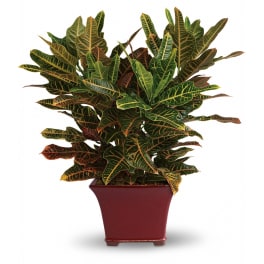Potted croton houseplant with variegated green, yellow, and red leaves in a square red ceramic container