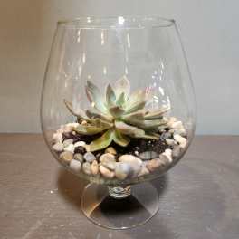 Plants: Succulent Terrarium - Zen