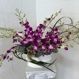 Orchid Day Dream
