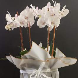 Potted white orchid plant with multiple stems wrapped in white paper and tied with a sheer ribbon