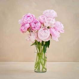 10 Peonies arranged in a vase