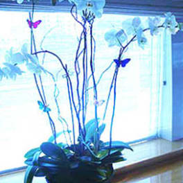 Tall orchid arrangement in a dark bowl with blue butterfly accents